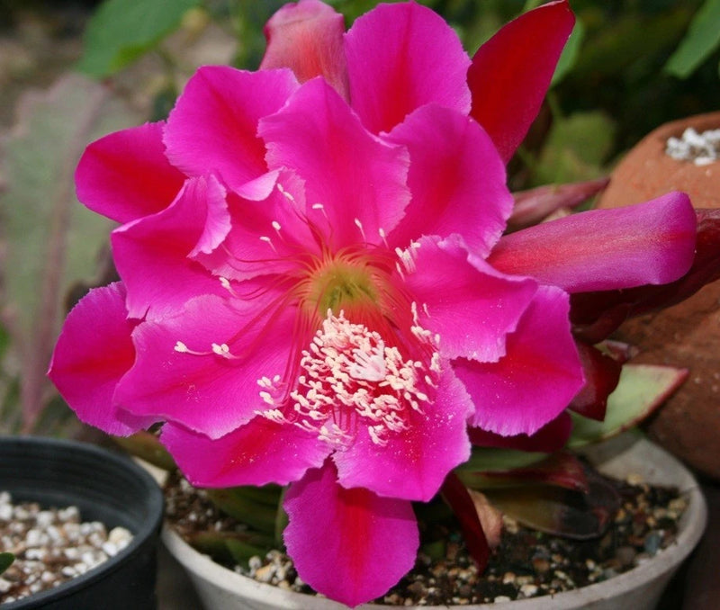 Pink Epiphyllum orchid cactus flower in pot with green leaves
