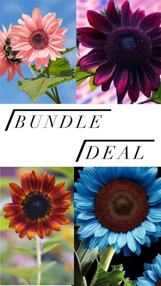 The ultimate sunflower package_! Blue|Pink|Orange|Choc Cherry|Rare|Planting| Sunflower