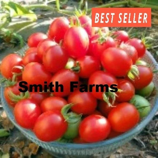 50+ Seeds Grappoli Corbarino Tomato Juicy Easy to Grow Vegetable Garden Planting Garden Plants