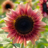 Ruby Eclipse Sunflower Seeds | Pink Red F1 Flower Seed 2025 Fast Shipping Sunflower