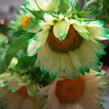 50 PCS Green Lace Sunflower Seeds Sunflower