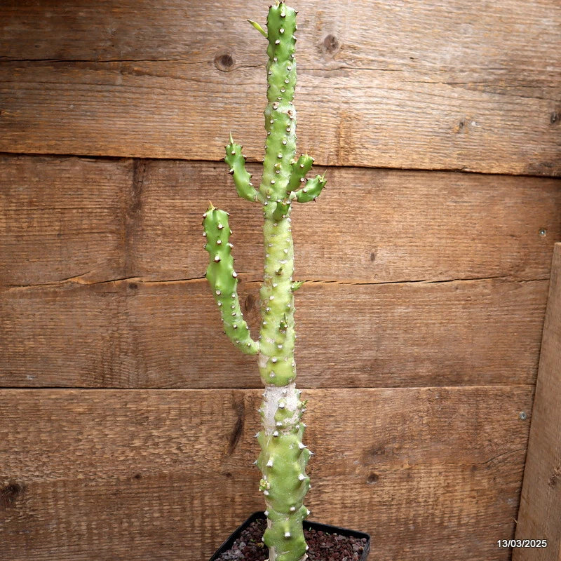 Euphorbia echinus cactus plant with segmented green stems and small spines in pot