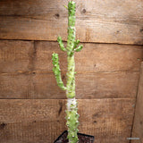 A7775 EUPHORBIA ECHINUS pot12-H50-W11 cm MaMa Cactus Green Plant