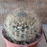 D6803 NEOPORTERIA NIDUS SENILIS pot15-H9-W10 cm MaMa Cactus Green Plant