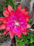 25+ FRESH SEEDS Epiphyllum Orchid Cactus MARMALADE PUNCH x MEADOWLARK free ship Orchids