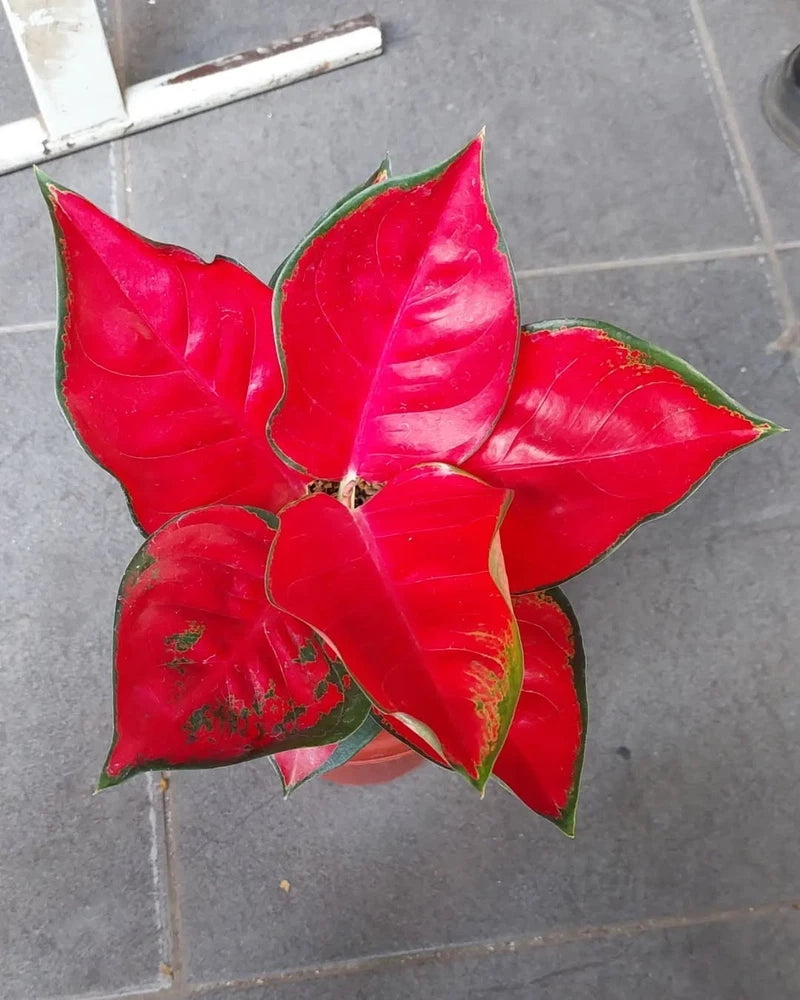 Aglaonema Chinese evergreen houseplant with bright red leaves and green edges