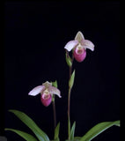 Phragmipedium Cardinale Pink White LadyÕs Slipper Orchid Hybrid 4Ó Pot Import Orchids