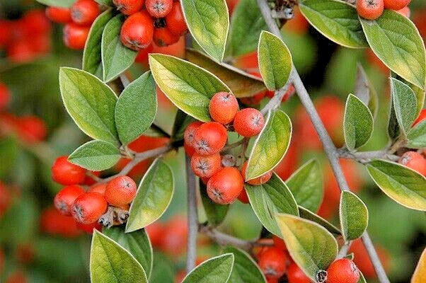 15 FRANCHETII'S COTONEATER SEEDS - Cotoneaster franchetii Garden Plants