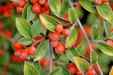 15 FRANCHETII'S COTONEATER SEEDS - Cotoneaster franchetii Garden Plants
