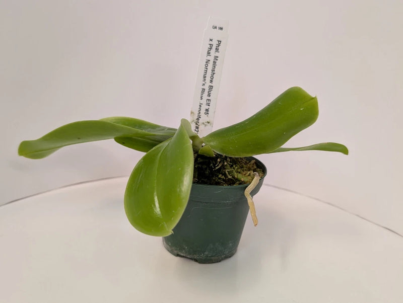 Potted orchid with two green leaves in a small gray pot
