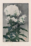 White Hydrangea Edna Boies Hopkins 1917 Arts and Crafts American Floral Woodcut Hydrangea