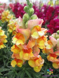 1000+ Snappy Orange White Snapdragon Seeds for Garden - USA - FREE SHIPPING! Garden Plants