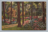 Hydrangea Flowers Gardens Jacksonville Florida Postcard Hydrangea