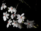 Aerangis luteoalba x sib blooming size orchid species highly sought after... Orchids