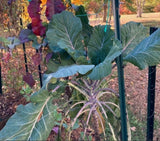 COLLARD GREEN (AFRICAN TREE COLLARD HYBRID-LONGHEAD) 100 SEEDS -6 FOOT PLANTS!! Green Plant
