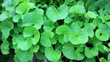 PENNYWORT , GOTU KOLA, CENTELLA ASIATICA SEEDS, H_T RAU Mç Lç L_N (+200 PCS) Green Plant