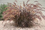 1 Red Fountain Grass Starter Plug Bare root Pennisetum setaceum 'Rubrum' Pampas Grass