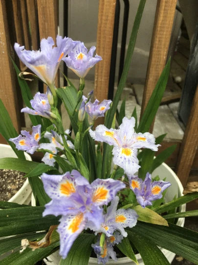 Heirloom Iris Purple, Walking Iris, 4 Plants + Free Shipping Garden Plants