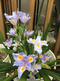 Heirloom Iris Purple, Walking Iris, 4 Plants + Free Shipping Garden Plants