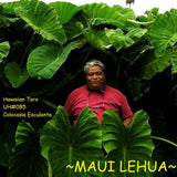 ~MAUI LEHUA~ TARO for POI UH#85 edible Colocasia REAL HAWAIIAN live small Plant Flowering Plants