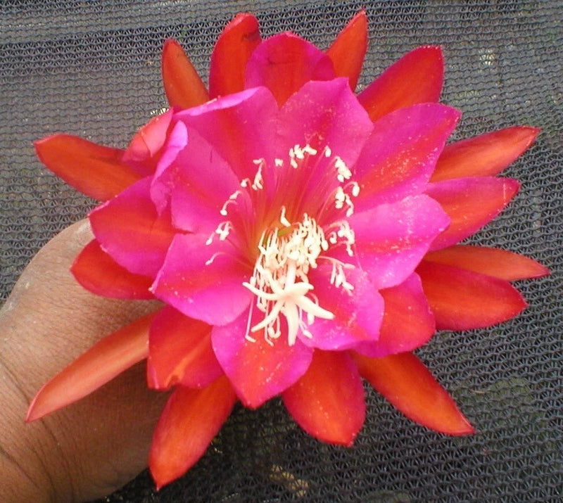 Orchid cactus flower with bright pink petals and orange star-shaped tips