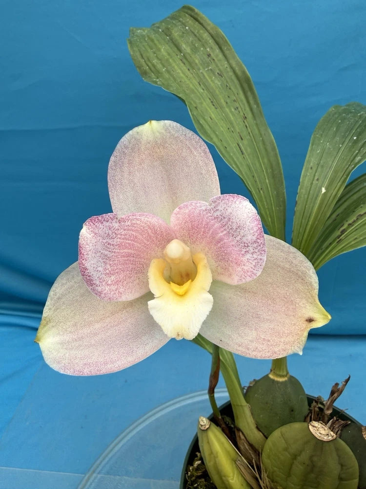 Soft pink orchid with white petals, yellow center, and green leaves in pot