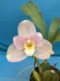 Lycaste Soft Pink (Shoalhaven X Shonan Beat) BS ONE SPIKE Orchid Hybrid 7Ó Pot Orchids