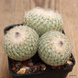 D2543 EPITHELANTHA MICROMERIS pot7-H4,5-W8 cm MaMa Cactus Green Plant