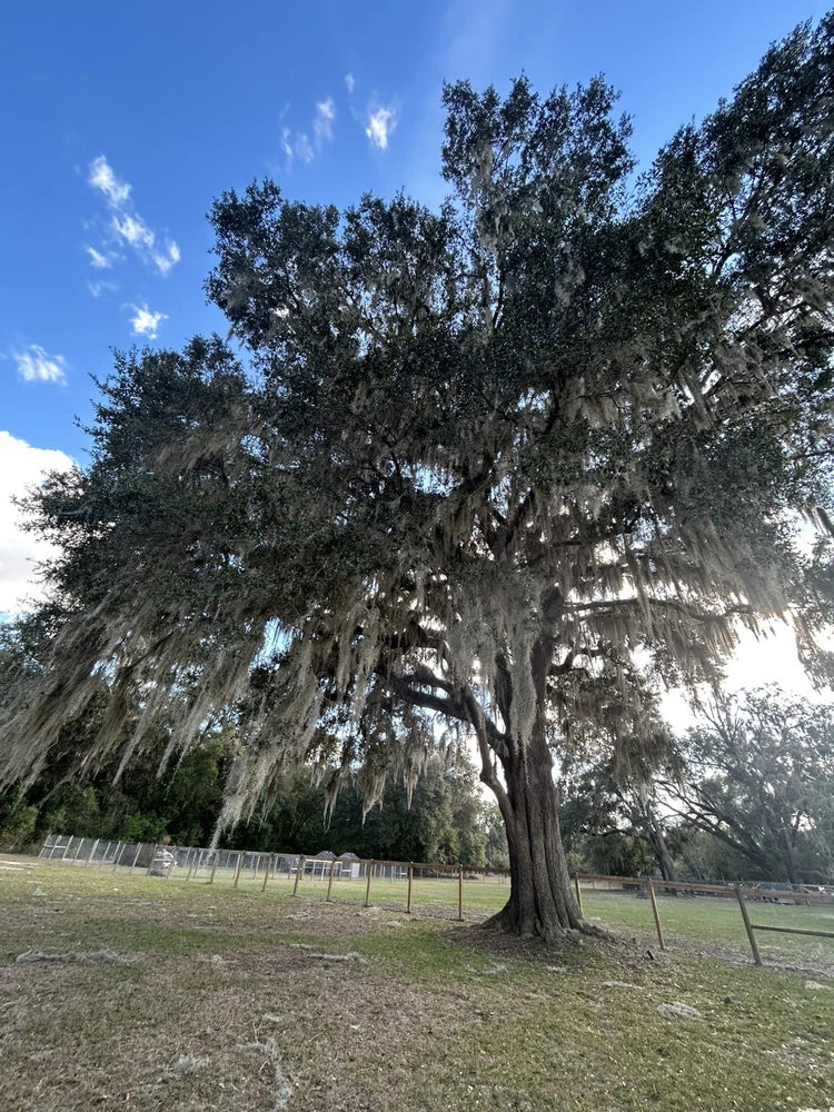 Spanish moss strands hanging from oak branches for plants or crafts