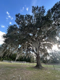 Spanish Moss straight off our century old Live Oak for your plants or crafts! Orchids