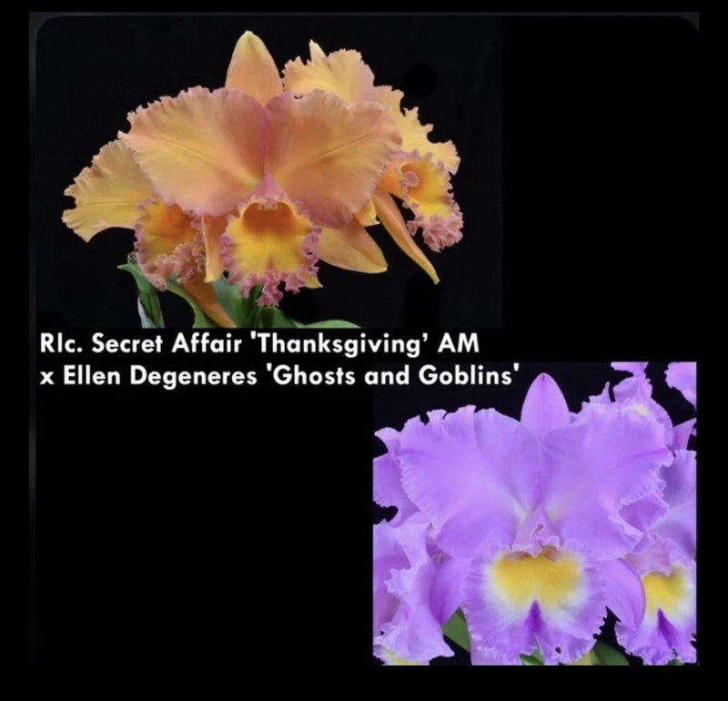 Potted orchid with ruffled yellow, pink, and peach flowers and small green leaves