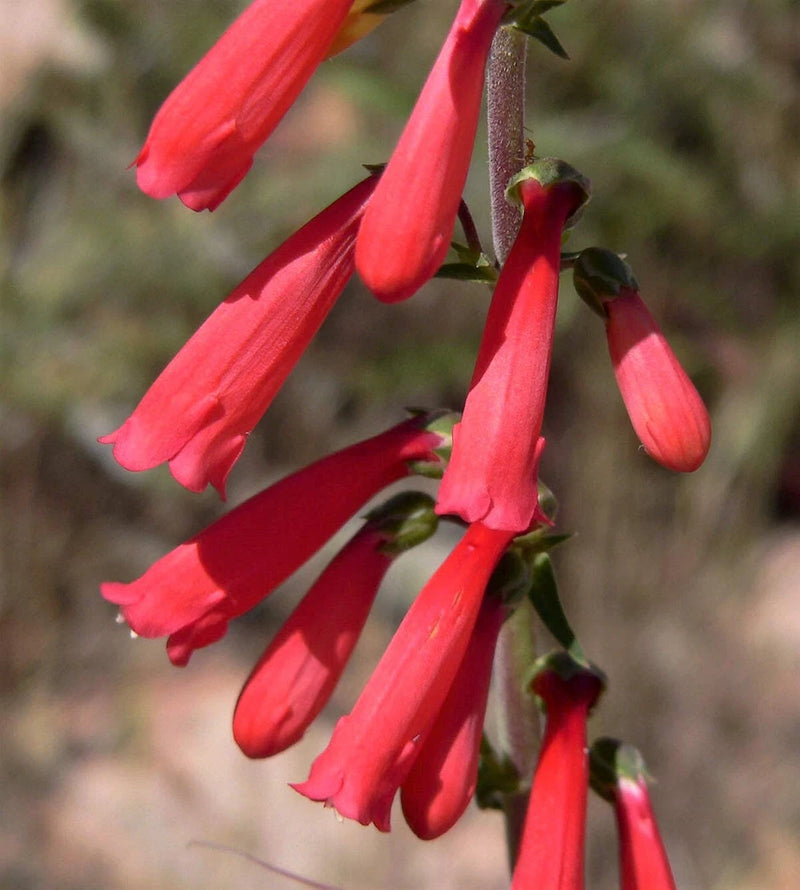 150 Eatons RED FIRECRACKER PENSTEMON Eatonii Native Hummingbird Flower Seeds Flowering Plants