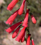 150 Eatons RED FIRECRACKER PENSTEMON Eatonii Native Hummingbird Flower Seeds Flowering Plants