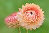 100 APRICOT & PEACH STRAWFLOWER Organic Mix Coral Paper Daisy Helichrysum Flower Daisies