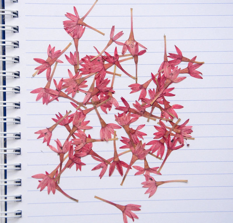 Pressed mini dried flowers with purple-pink petals on thin stems for resin art