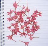 Pressed Purple Flowers Natural Dried Mini Flowers Resin Art Craft 100 200 500pcs Dried Flower