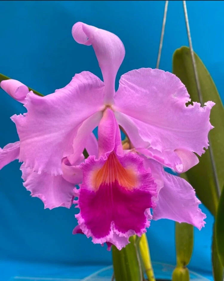 Pink orchid bloom with ruffled petals and orange-yellow center in a pot