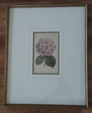 William Curtis, "Garden Hydrangea" - The Botanical Magazine from 1787 Hydrangea