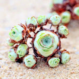 Rare succulent, Aeonium Greenovia Aurea mountain rose 10-50 seeds succulent rose,to Orchids