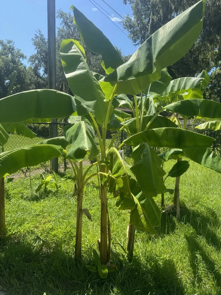 Live dwarf plantain plant with broad green leaves