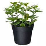 FEJKA Artificial Mint Potted Plant Your Effortless Green Fix No Watering Needed Green Plant