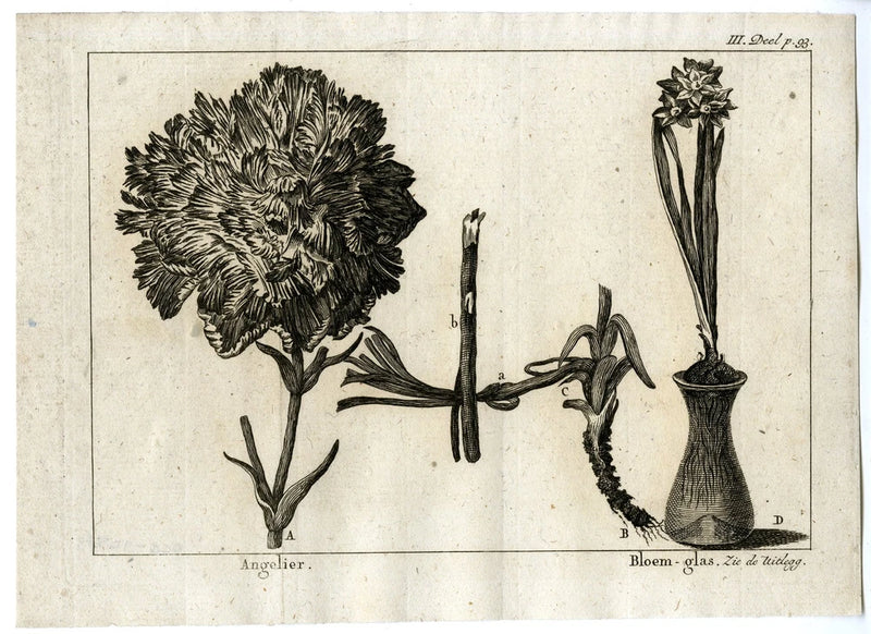 Antique botanical print of carnations with flower vase and labeled parts