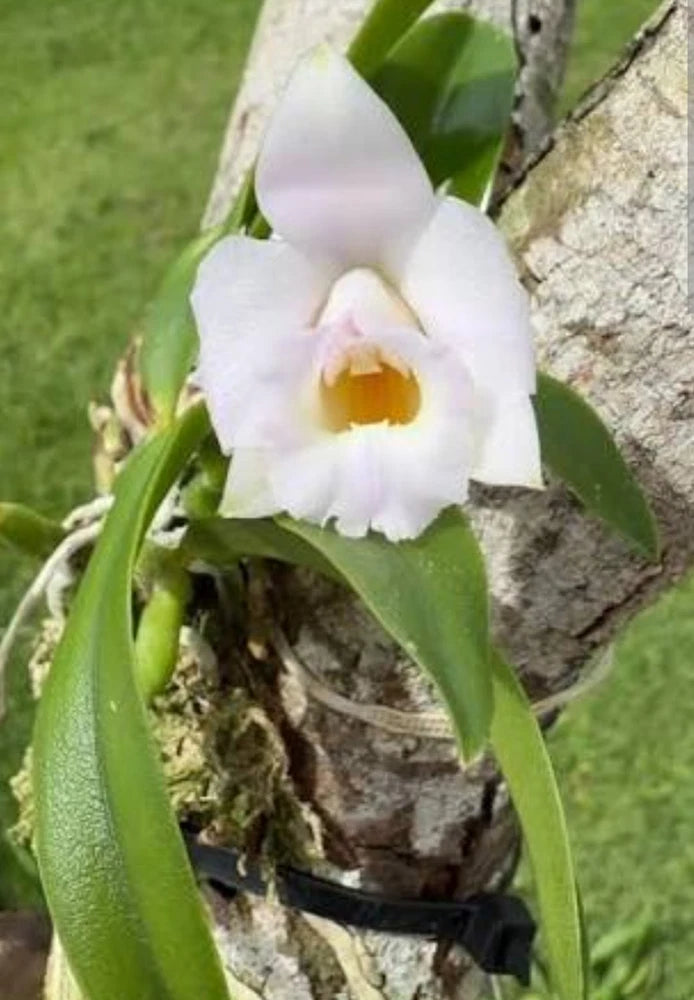 White orchid live plant with one blooming flower and green leaves in a pot