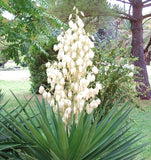 RARE YUCCA ALOIFOLIA @j@ Spanish Bayonet agave garden Dagger Plant seed 15 SEEDS Garden Plants