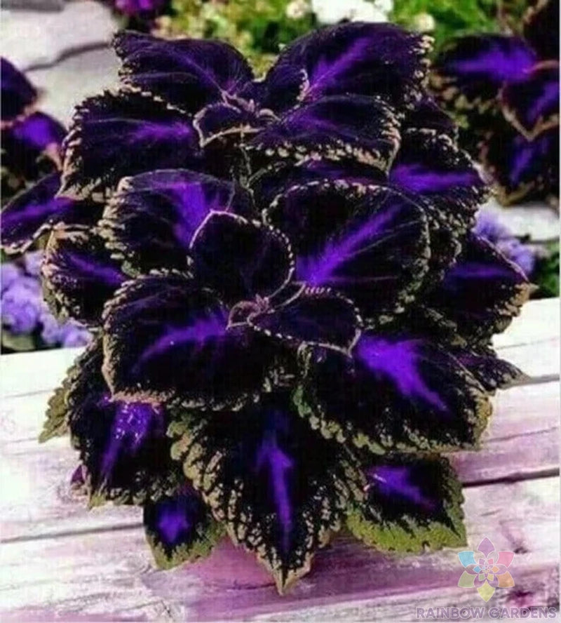 25+ Black Purple Coleus Seeds for Garden Planting - USA - FREE SHIPPING! Garden Plants