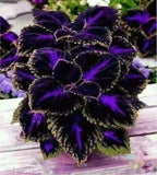 25+ Black Purple Coleus Seeds for Garden Planting - USA - FREE SHIPPING! Garden Plants