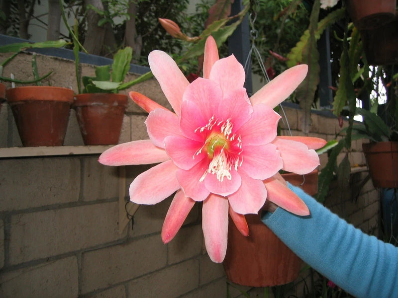 Pink orchid cactus flower with multiple petals and a central pink stamen