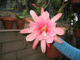 EPIPHYLLUM ORCHID CACTUS         BAYOU- BELLE Orchids