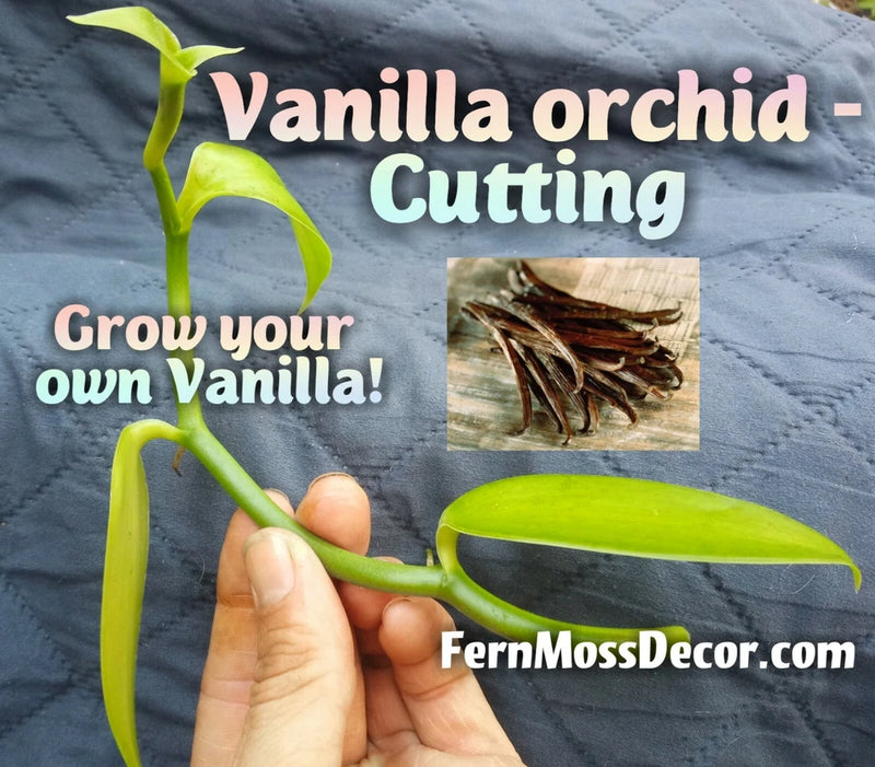 Vanilla orchid cutting with green stem and small leaves held in hand