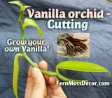 2 - VANILLA Planifolia * 3' ft Long Cutting * Live Orchid Plant * Beans Non-GMO Orchids